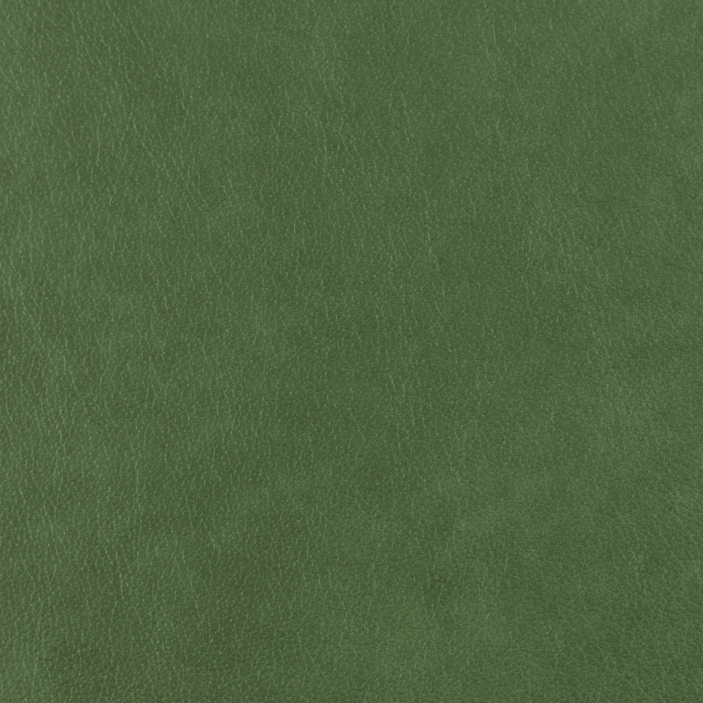 FL_Austen Spruce